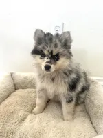 Bella, a female Pomsky for sale in Exeter, CA – Photo 2 of 3