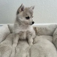 Athena, a female Pomsky for sale in Exeter, CA – Photo 2 of 2