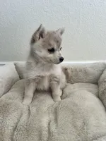 Athena, a female Pomsky for sale in Exeter, CA – Photo 2 of 2