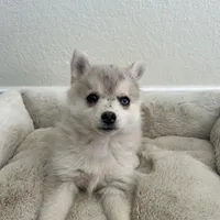 Athena, a female Pomsky for sale in Exeter, CA – Photo 1 of 2