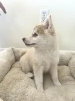 Daisy, a female Pomsky for sale in Exeter, CA – Photo 3 of 3