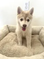 Daisy, a female Pomsky for sale in Exeter, CA – Photo 2 of 3