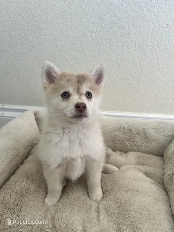 Daisy – Pomsky puppy for sale in Exeter, CA