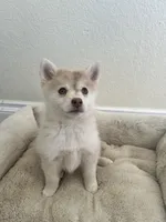 Daisy, a female Pomsky for sale in Exeter, CA – Photo 1 of 3