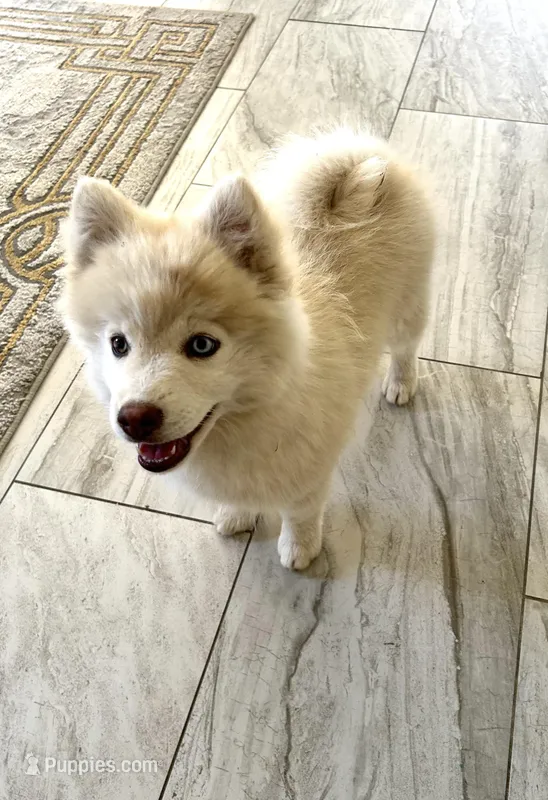 Benji – Pomsky puppy for sale in Exeter, CA