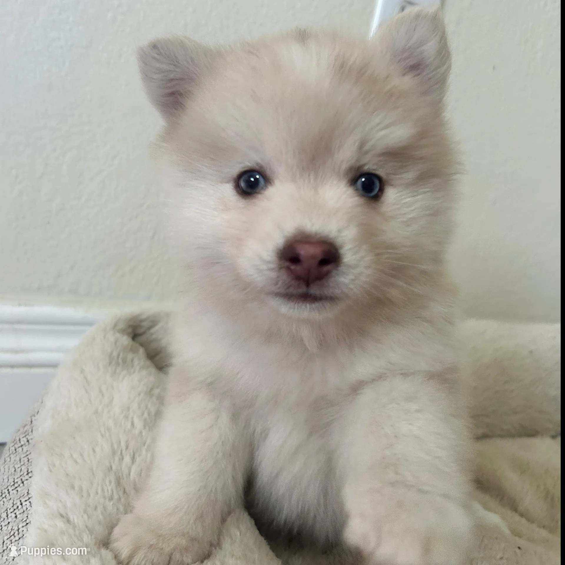 Benji, a male Pomsky for sale in Exeter, CA – Photo 2 of 2