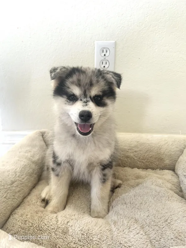 Max, a male Pomsky for sale in Exeter, CA – Photo 1 of 2