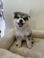 Max, a male Pomsky for sale in Exeter, CA – Photo 2 of 2