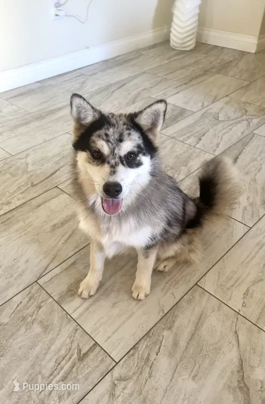 Max – Pomsky puppy for sale in Exeter, CA