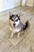 Max, a male Pomsky for sale in Exeter, CA – 1 of 4