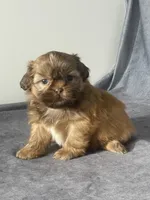 Evie, a female Shih Tzu for sale in Orwell, OH – 2 of 4
