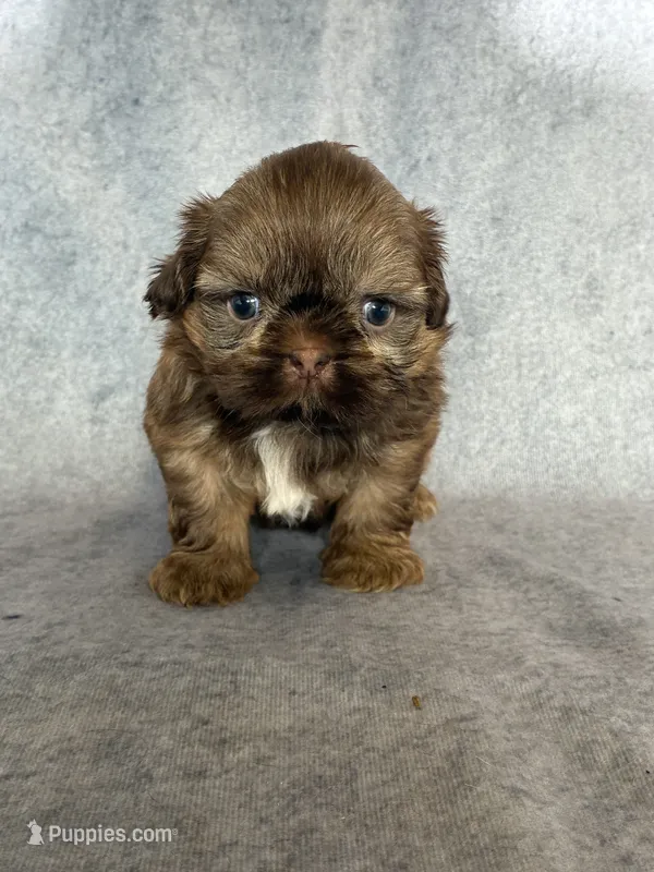 Lee (AKC) – Shih Tzu puppy for sale in Orwell, OH