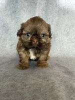 Lee (AKC), a male Shih Tzu for sale in Orwell, OH – 1 of 4