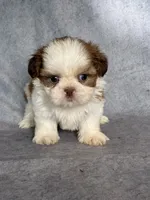 Lenny (AKC), a male Shih Tzu for sale in Orwell, OH – 4 of 5