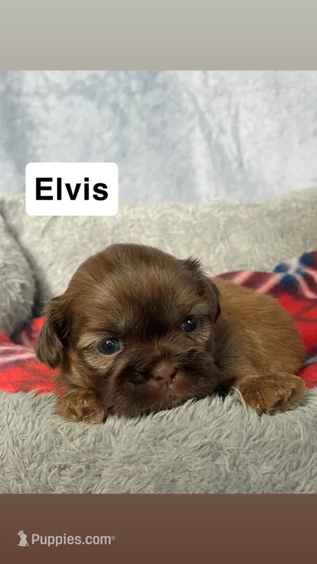 Elvis  – Shih Tzu puppy for sale in Orwell, OH