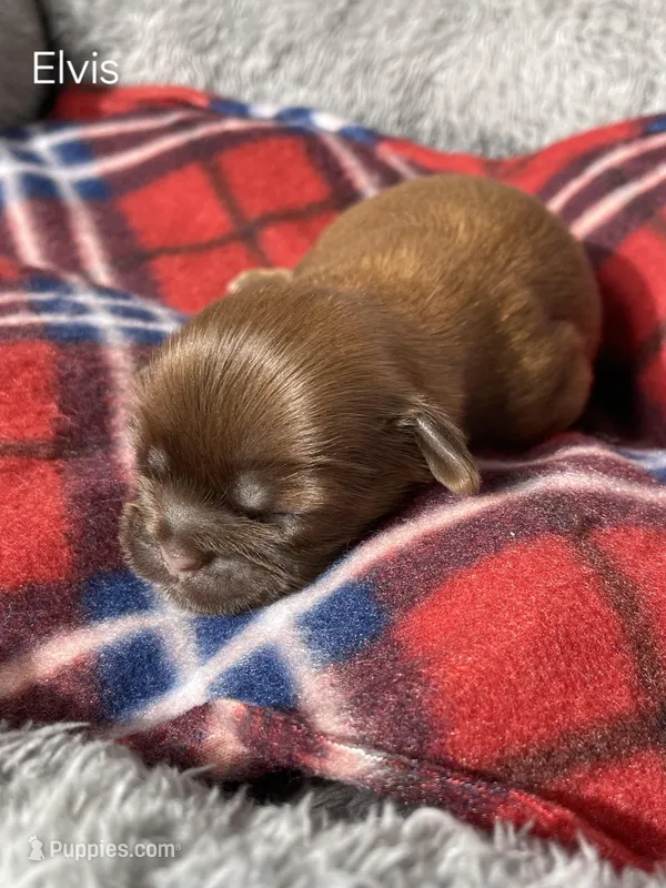 Elvis  – Shih Tzu puppy for sale in Orwell, OH