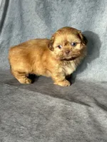 Kota, a male Shih Tzu for sale in Orwell, OH – 2 of 4