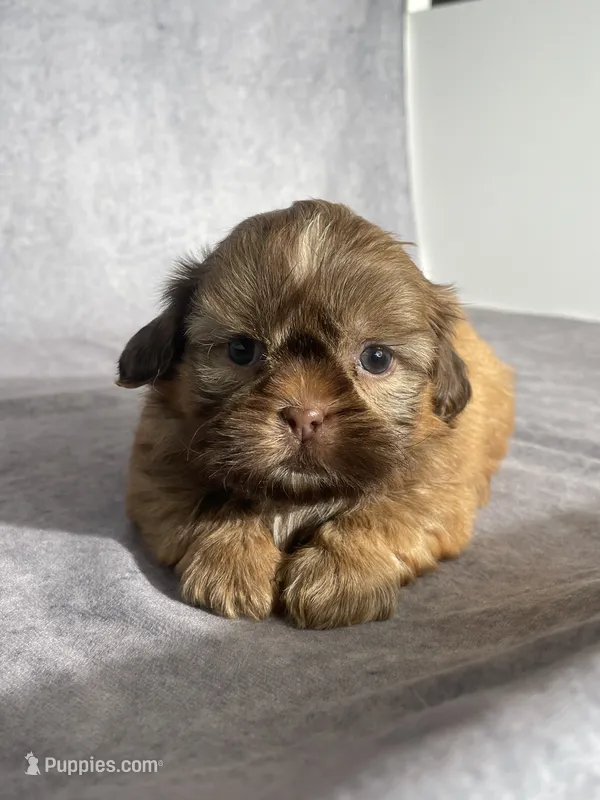 Evie – Shih Tzu puppy for sale in Orwell, OH