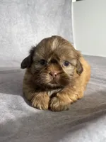 Evie, a female Shih Tzu for sale in Orwell, OH – 1 of 4