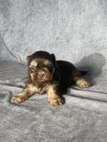Hank, a male Shih Tzu for sale in Orwell, OH – 2 of 3