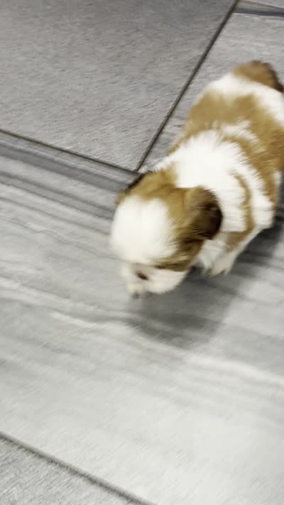 Lenny (AKC), a male Shih Tzu for sale in Orwell, OH – 5 of 5