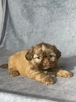 Evie, a female Shih Tzu for sale in Orwell, OH – 3 of 4