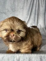 Lee (AKC), a male Shih Tzu for sale in Orwell, OH – 4 of 5
