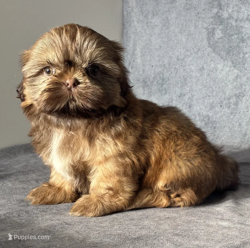 Lee (AKC) – Shih Tzu puppy for sale in Orwell, OH