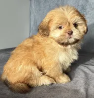 Kota (AKC), a male Shih Tzu for sale in Orwell, OH – 4 of 4