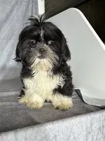 Glenn, a male Shih Tzu for sale in Orwell, OH – 5 of 6