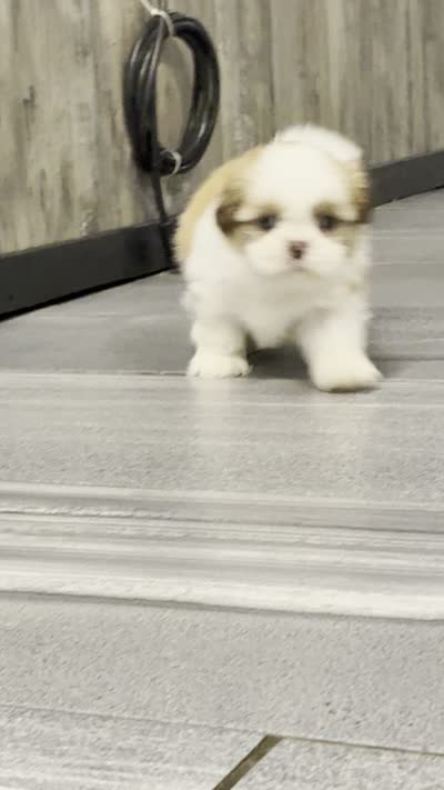 Kai, a male Shih Tzu for sale in Orwell, OH – 3 of 3