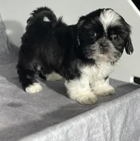 Glenn, a male Shih Tzu for sale in Orwell, OH – 2 of 3