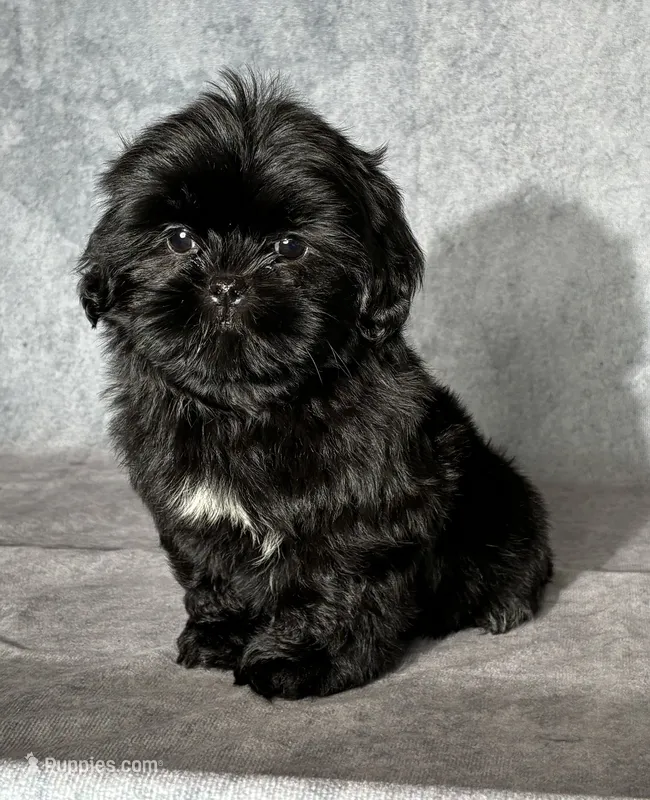 Jet – Shih Tzu puppy for sale in Orwell, OH