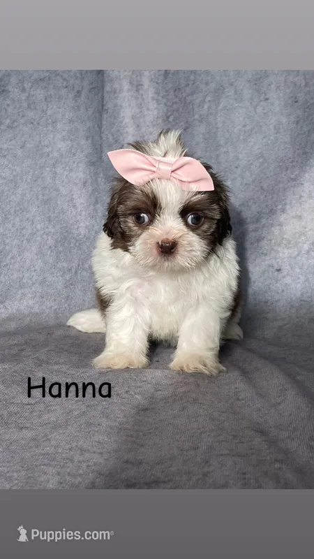 Hanna – Shih Tzu puppy for sale in Orwell, OH