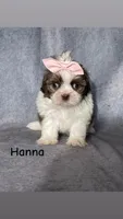 Hanna, a female Shih Tzu for sale in Orwell, OH – 1 of 3
