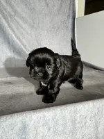 Jet, a male Shih Tzu for sale in Orwell, OH – 4 of 4