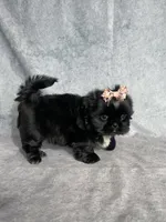 Iris, a female Shih Tzu for sale in Orwell, OH – 5 of 5