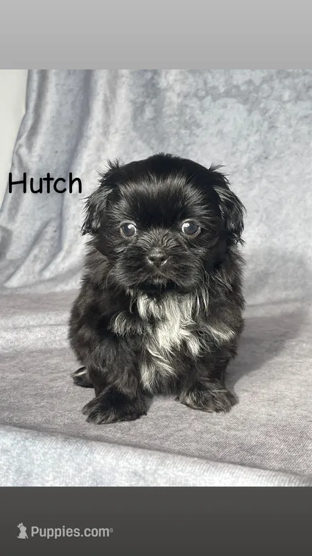 Hutch – Shih Tzu puppy for sale in Orwell, OH