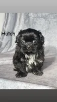 Hutch, a male Shih Tzu for sale in Orwell, OH – 1 of 4
