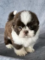 Oliver, a male Shih Tzu for sale in Orwell, OH – 1 of 5