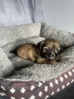 Heidi, a female Shih Tzu for sale in Orwell, OH – 3 of 3