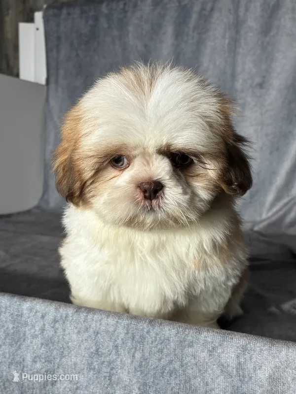 Kai (AKC) – Shih Tzu puppy for sale in Orwell, OH