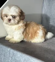 Kai (AKC), a male Shih Tzu for sale in Orwell, OH – 2 of 6