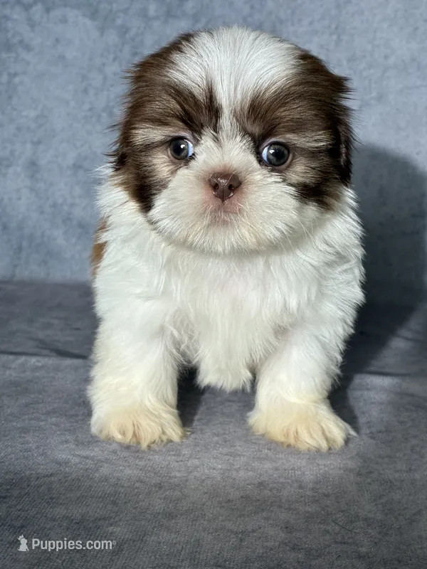 Louie (AKC) – Shih Tzu puppy for sale in Orwell, OH