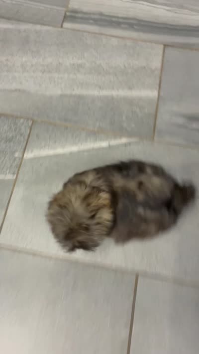 Juliet, a female Shih Tzu for sale in Orwell, OH – 5 of 5