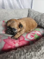 Gigi, a female Shih Tzu for sale in Orwell, OH – 2 of 3