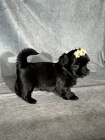 Josie, a female Shih Tzu for sale in Orwell, OH – 2 of 3
