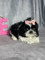 Tori, a female Shih Tzu for sale in Orwell, OH – Photo 3 of 5