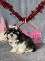 Tori, a female Shih Tzu for sale in Orwell, OH – Photo 5 of 5