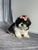 Tori, a female Shih Tzu for sale in Orwell, OH – Photo 4 of 5